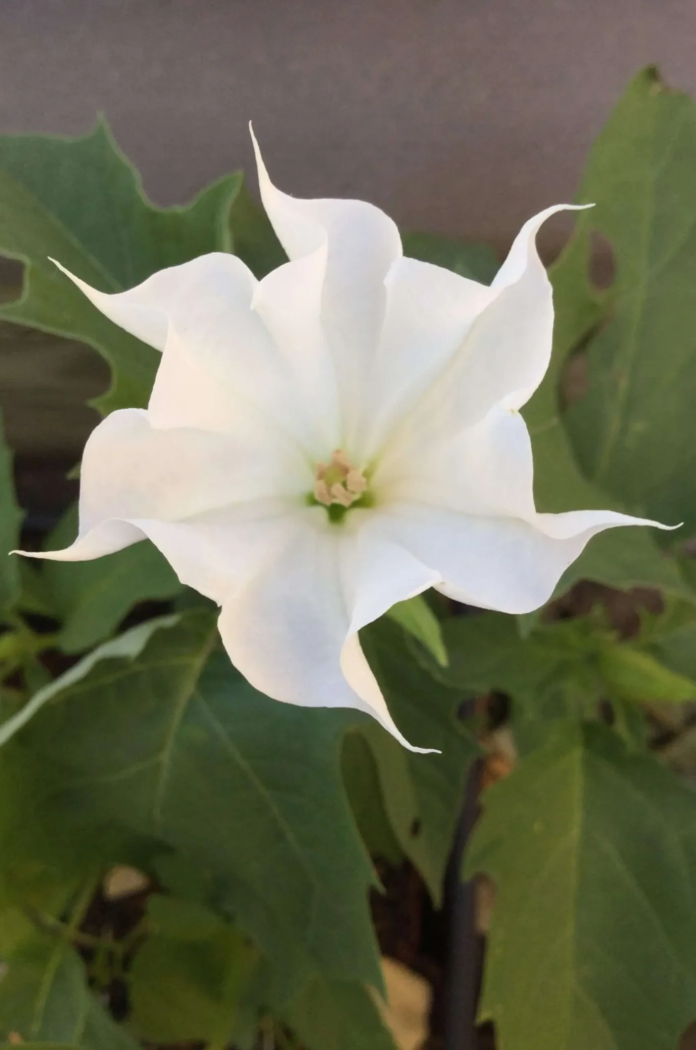 საშიში ნამი