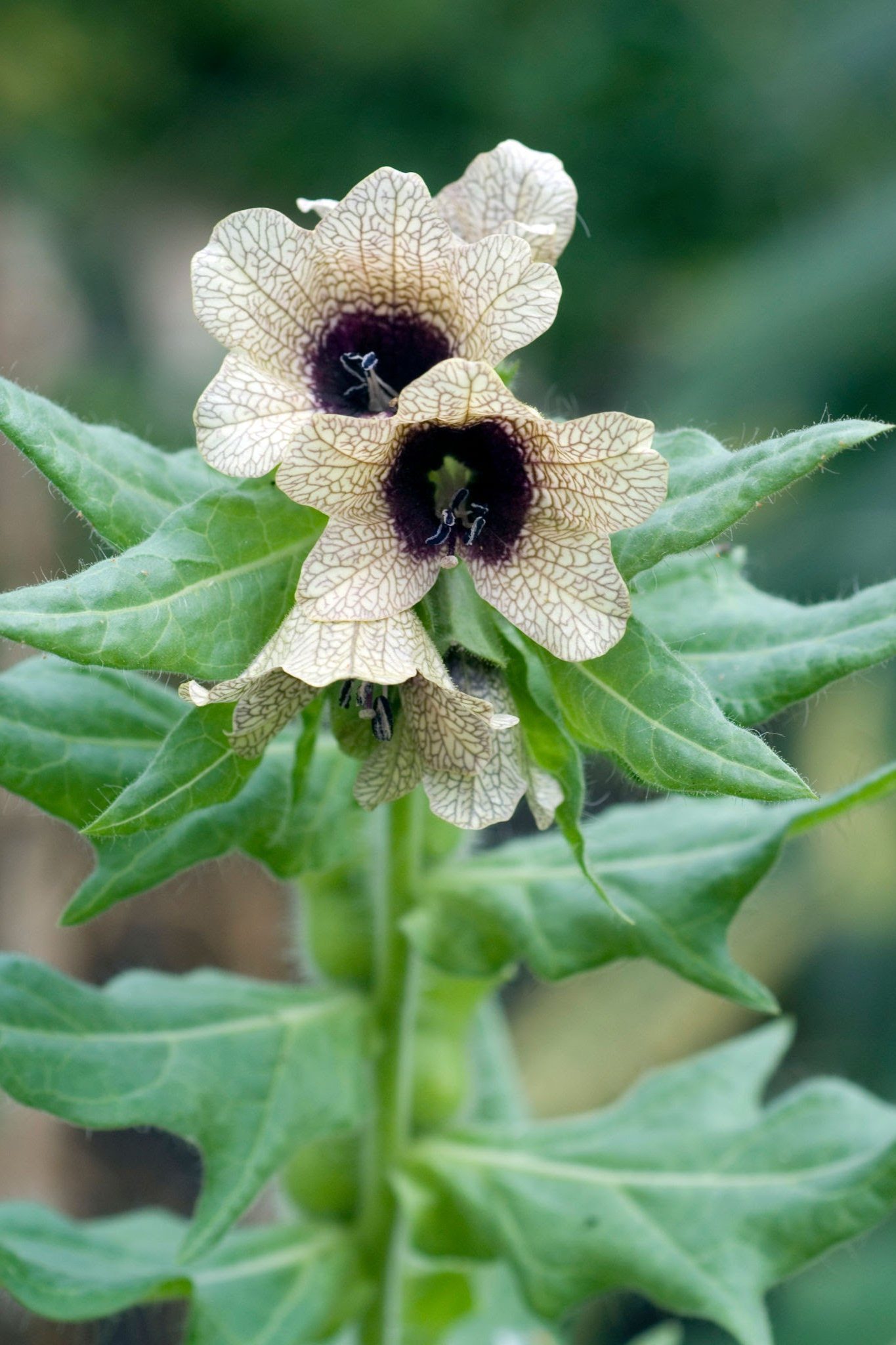 საშიში ნამი